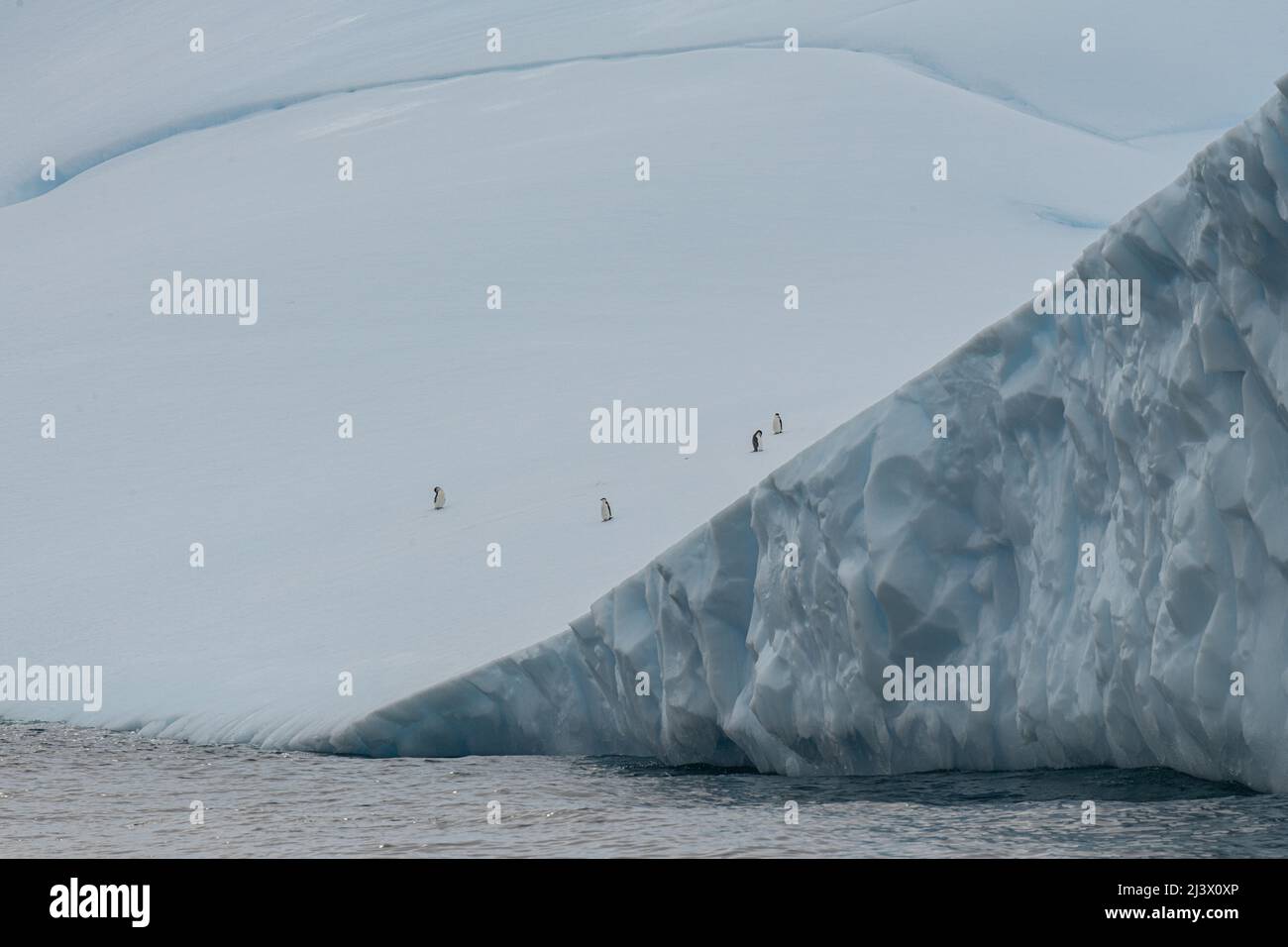 Landschaft aus Eis, Schnee, Gletschern und Eisbergen der Antarktis Stockfoto