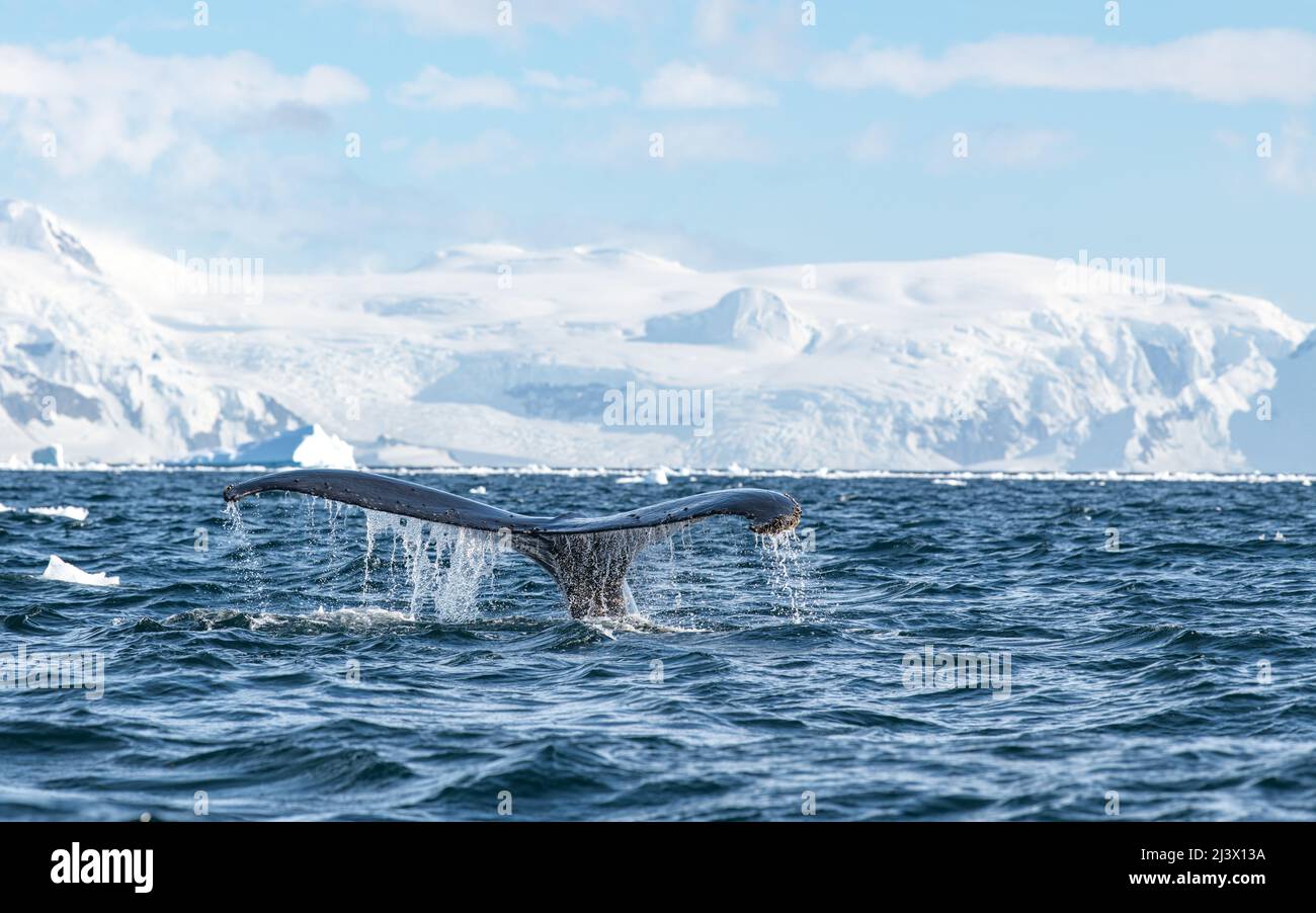 walschweinchen mit Meerwasser, das in antarktischen Gewässern von ihm tropft, mit antarktischem Schneefall in der Ferne. Stockfoto