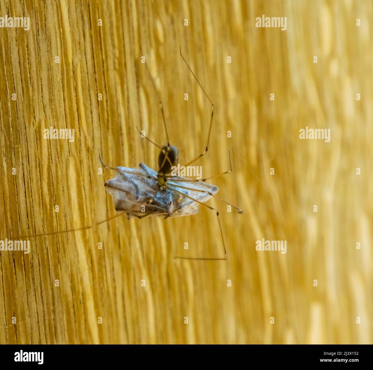 Nahaufnahme einer langbeinigen Kellerspinne, die eine weitere Spinne in Seide umhüllt, fleischfressende Insekten, die sich zum Kannibalismus wenden können, gewöhnliche Hausspinne specie i Stockfoto