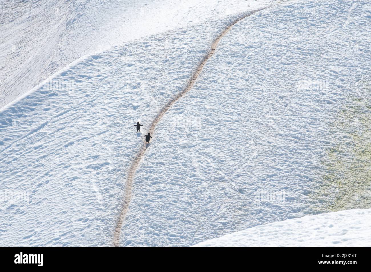 Pinguine, die auf einem Pinguin-Highway in der Antarktis spazieren Stockfoto