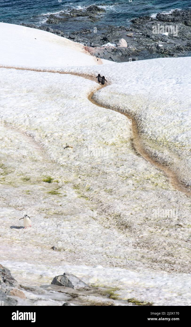 Pinguine, die auf einem Pinguin-Highway in der Antarktis spazieren Stockfoto