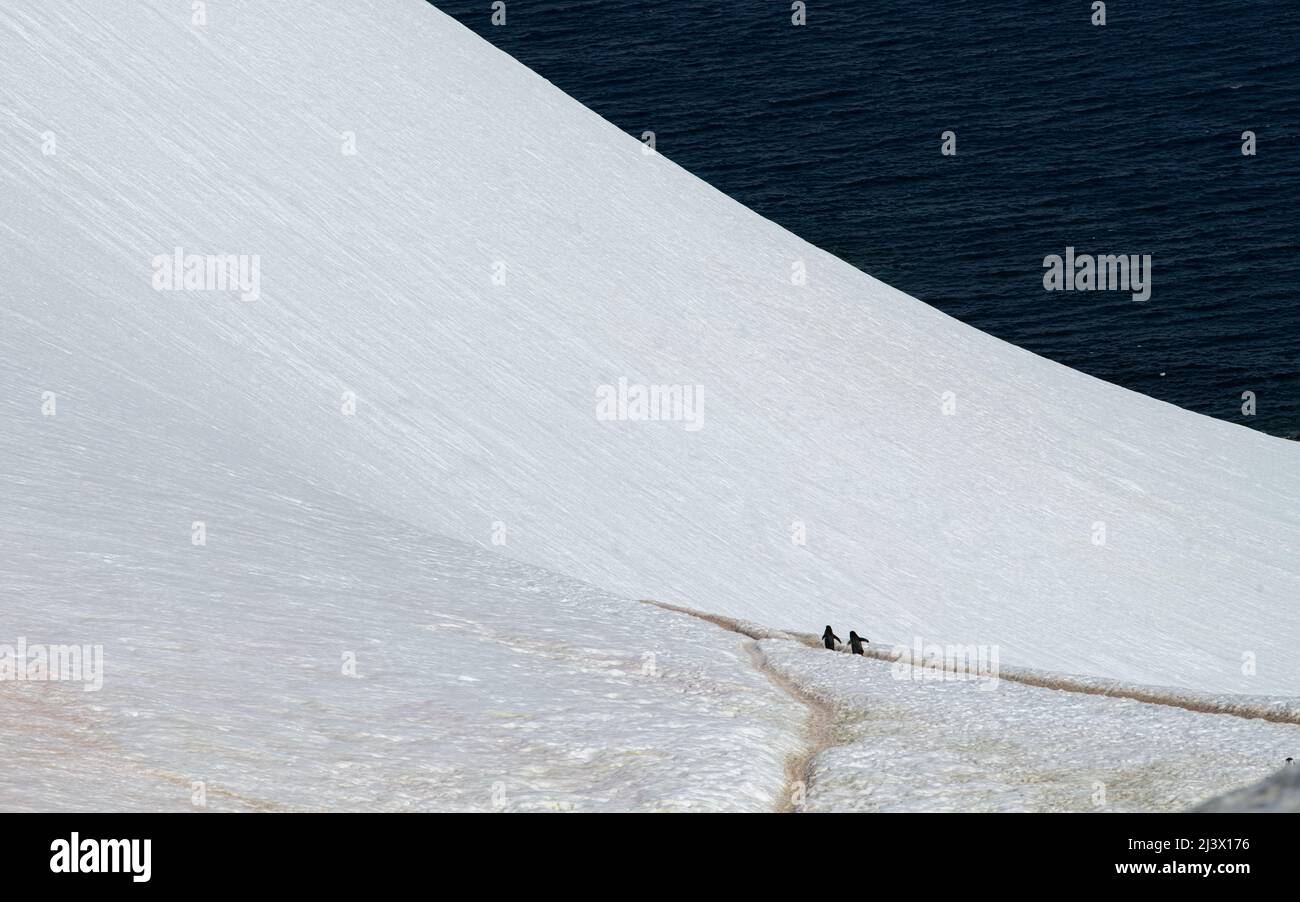 Pinguine, die auf einem Pinguin-Highway in der Antarktis spazieren Stockfoto