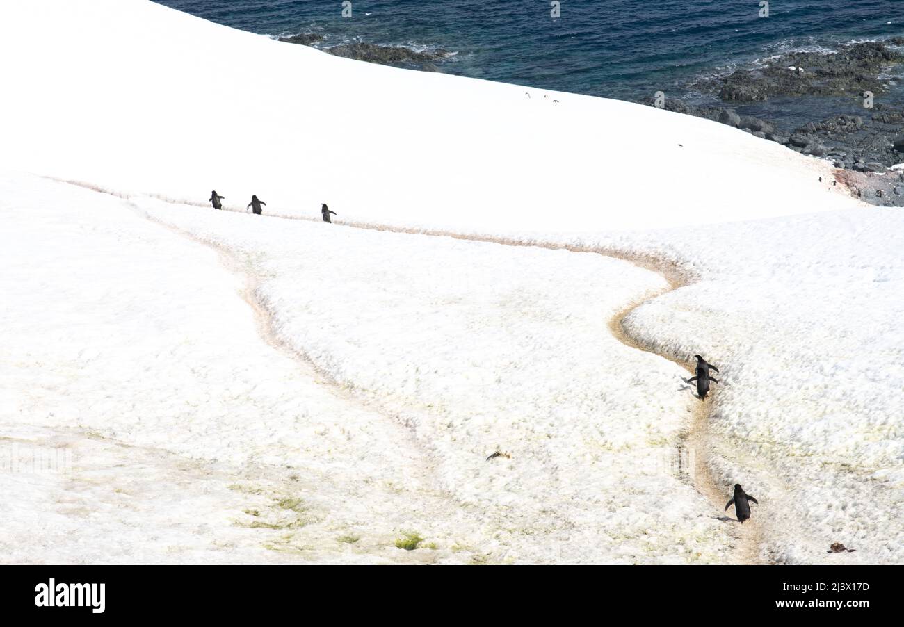 Pinguine, die auf einem Pinguin-Highway in der Antarktis spazieren Stockfoto