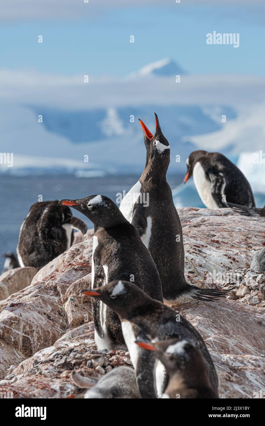 Gentoo Penguin Calling, Antarktis Stockfoto
