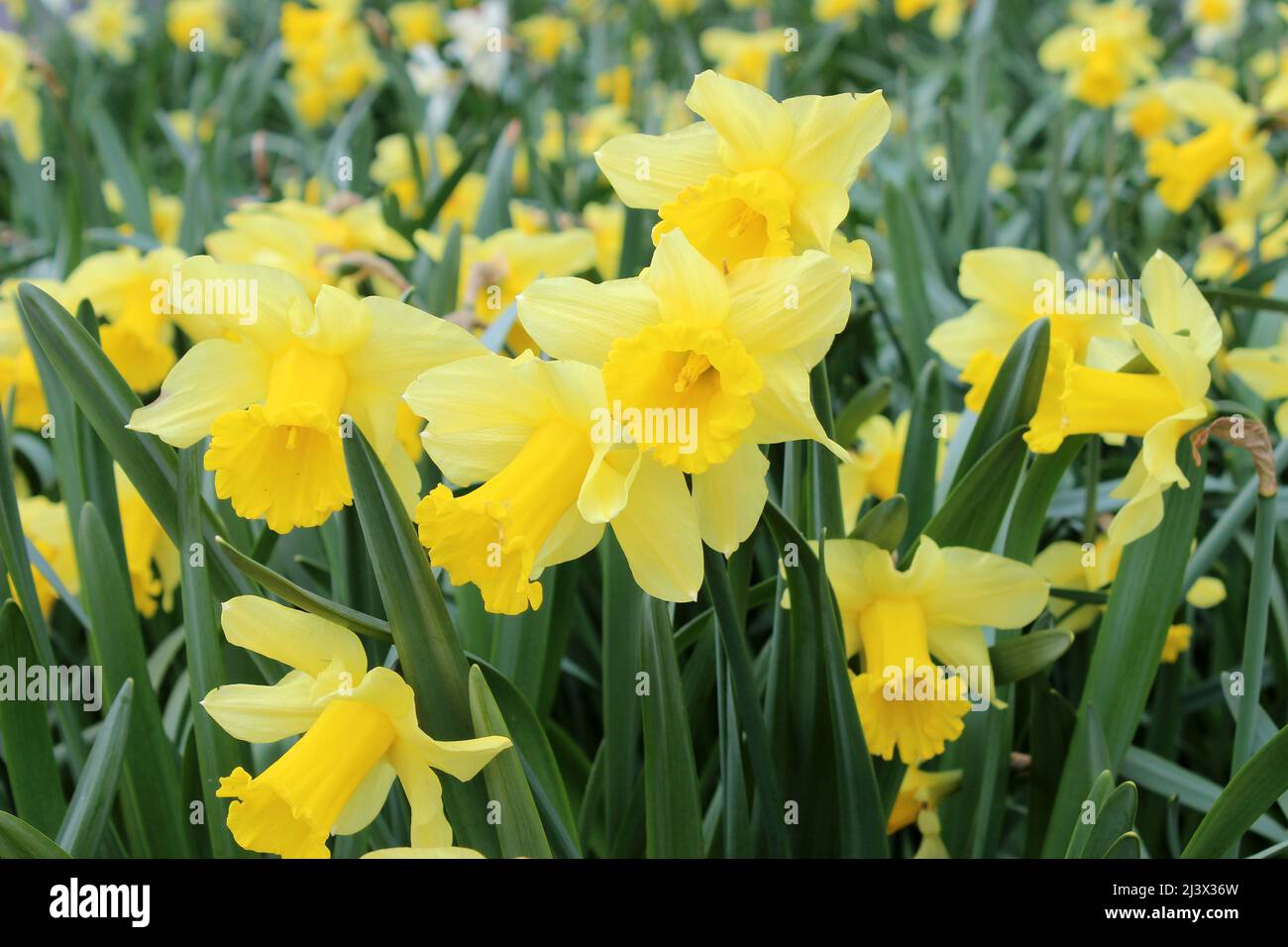 Narzissen in Silverdale, Lancashire, Großbritannien Stockfoto