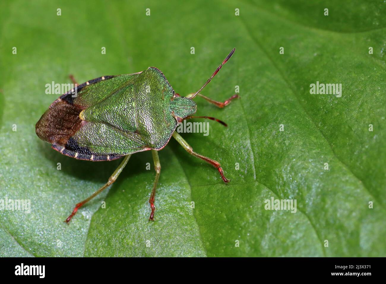 Gewöhnlicher Grüner Schildfehler Palomena prasina Stockfoto