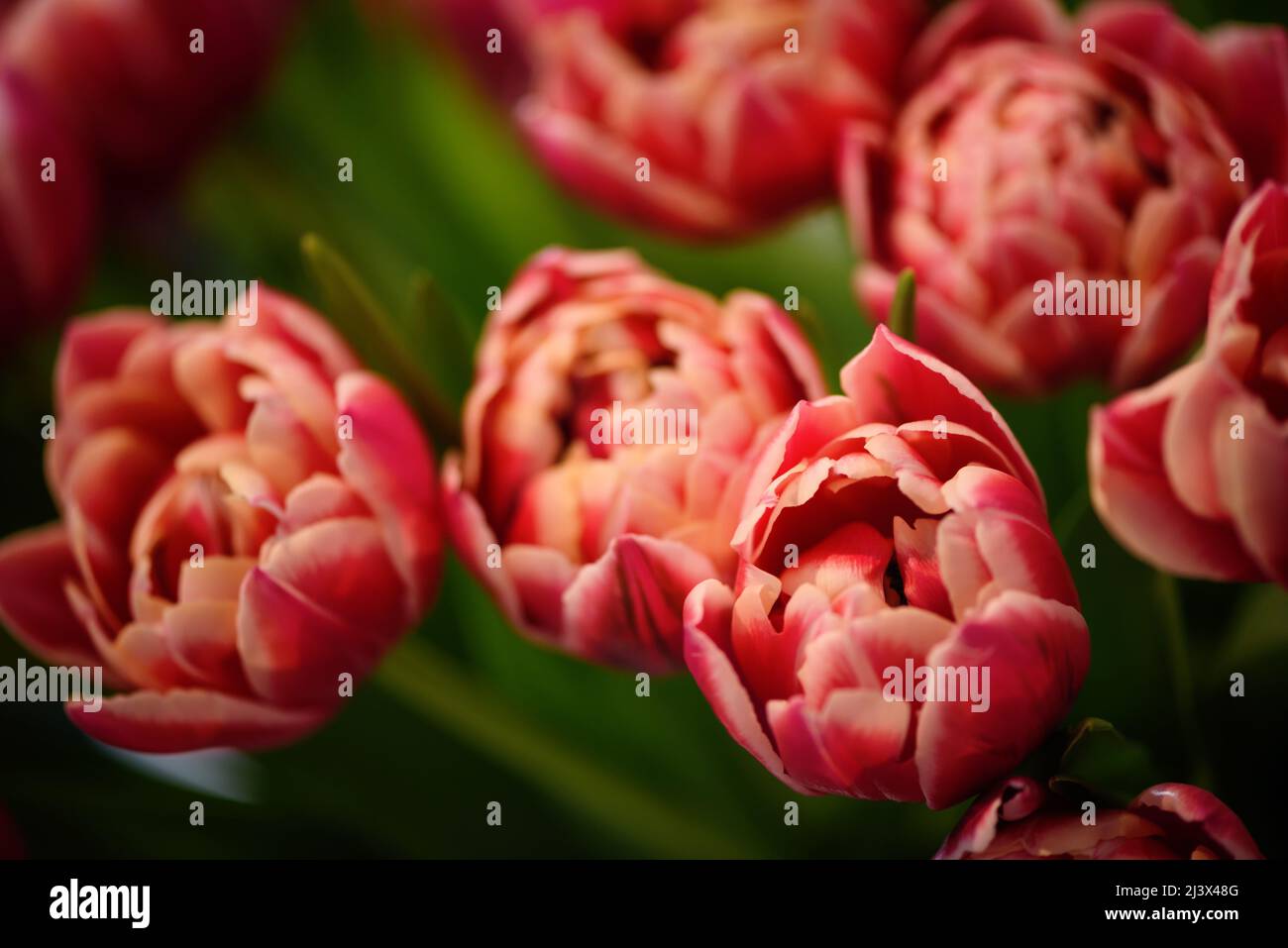Viele zweifarbige blühende Tulpen. Blumen Hintergrund. Stockfoto