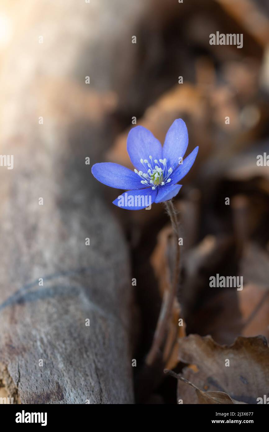 Nahaufnahme oder Makro einer blauen Frühlingsblume im Freien Stockfoto