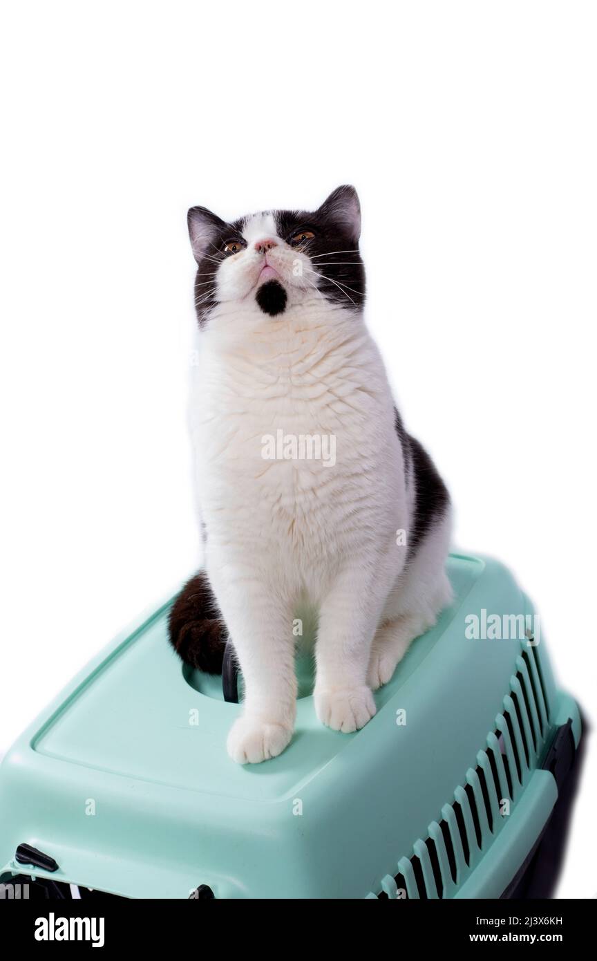 schottische gerade bicolor Katze sitzt auf einem Katzenträger für das  Tragen von Tieren, isoliert Bild, schöne Hauskatzen, Katzen im Haus,  Haustiere, a t Stockfotografie - Alamy