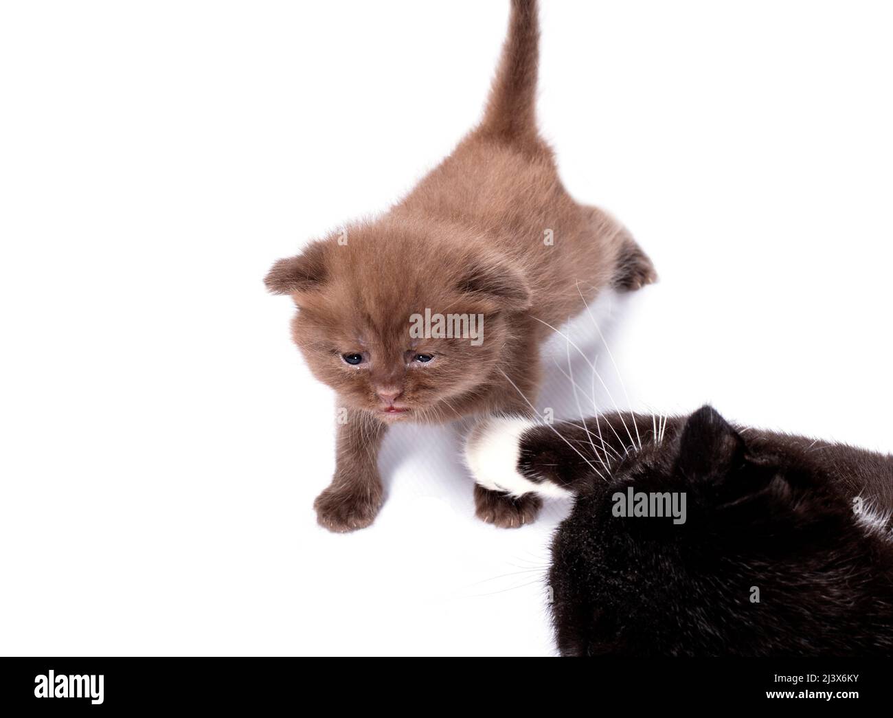 schottisch-cinnamon gefärbte Kätzchen, die mit einer Katze spielen, isoliertes Bild, schöne Hauskatzen, Katzen im Haus, Haustiere Stockfoto