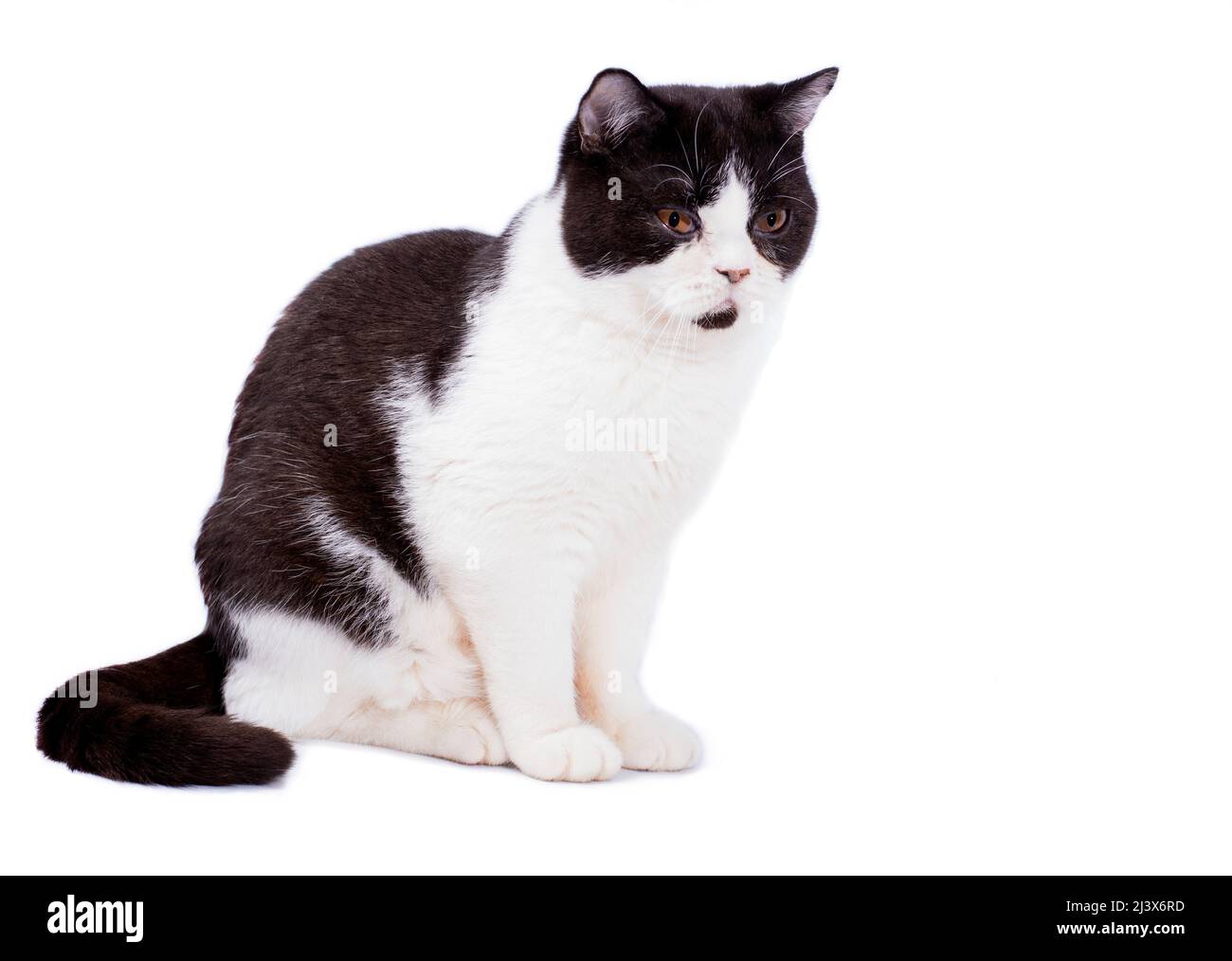 Große schottische Katze Harlekin Farbe auf weißem Hintergrund, isoliertes Bild, schöne Hauskatzen, Haustiere, Stockfoto
