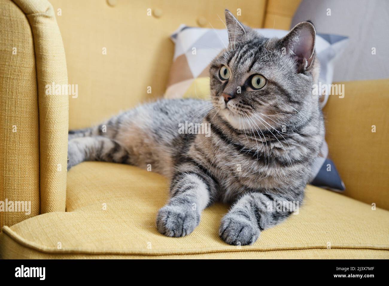 Tabby graue Katze liegt auf weichem gelben Sessel. Nette Hauskatze entspannen sich drinnen. Stockfoto