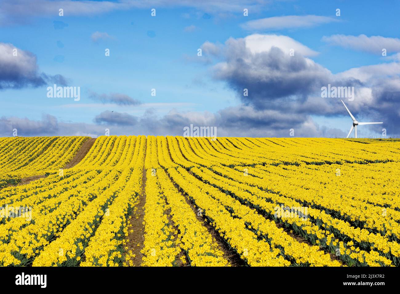 KINNEFF STONEHAVEN SCHOTTLAND BEWIRTSCHAFTET EINEN BLAUEN HIMMEL UND REIHEN VON INTENSIV GELBEN NARZISSEN IM FRÜHEN FRÜHJAHR Stockfoto