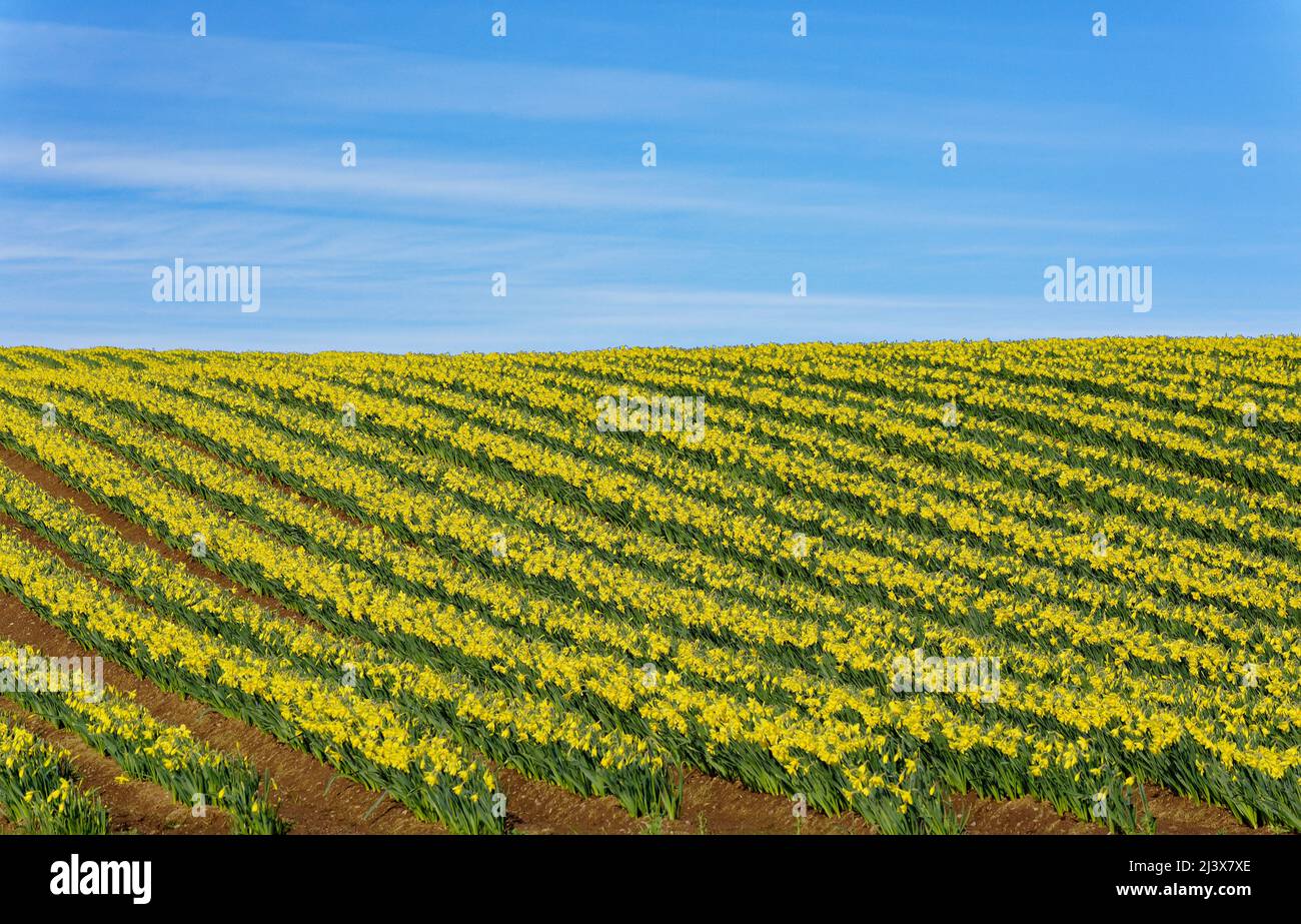 KINNEFF STONEHAVEN SCHOTTLAND ACKERLAND EINE BLAUE HIMMELROTE ERDE UND VIELE REIHEN VON NARZISSEN IM FRÜHEN FRÜHJAHR Stockfoto