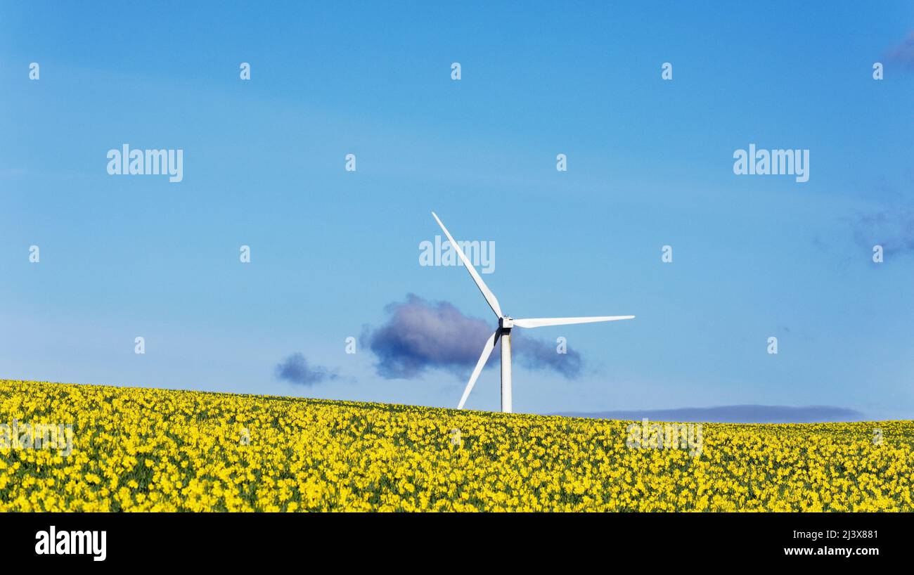 KINNEFF STONEHAVEN SCHOTTLAND BEWIRTSCHAFTET EINE BLUE SKY WINDTURBINE UND NARZISSEN IM FRÜHEN FRÜHJAHR Stockfoto