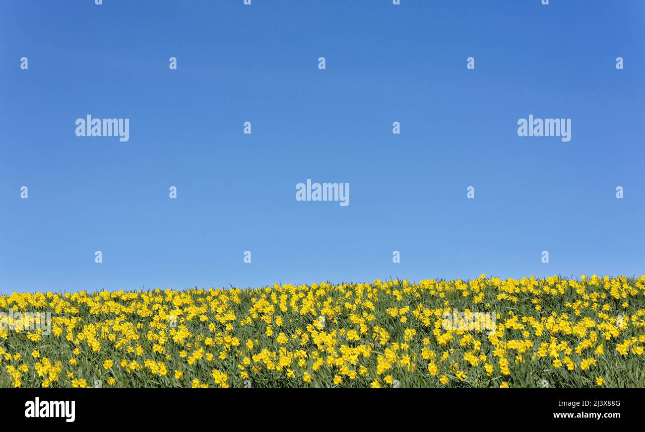 KINNEFF STONEHAVEN SCHOTTLAND ACKERLAND EIN SEHR BLAUER HIMMEL UND NARZISSEN IM FRÜHEN FRÜHJAHR Stockfoto