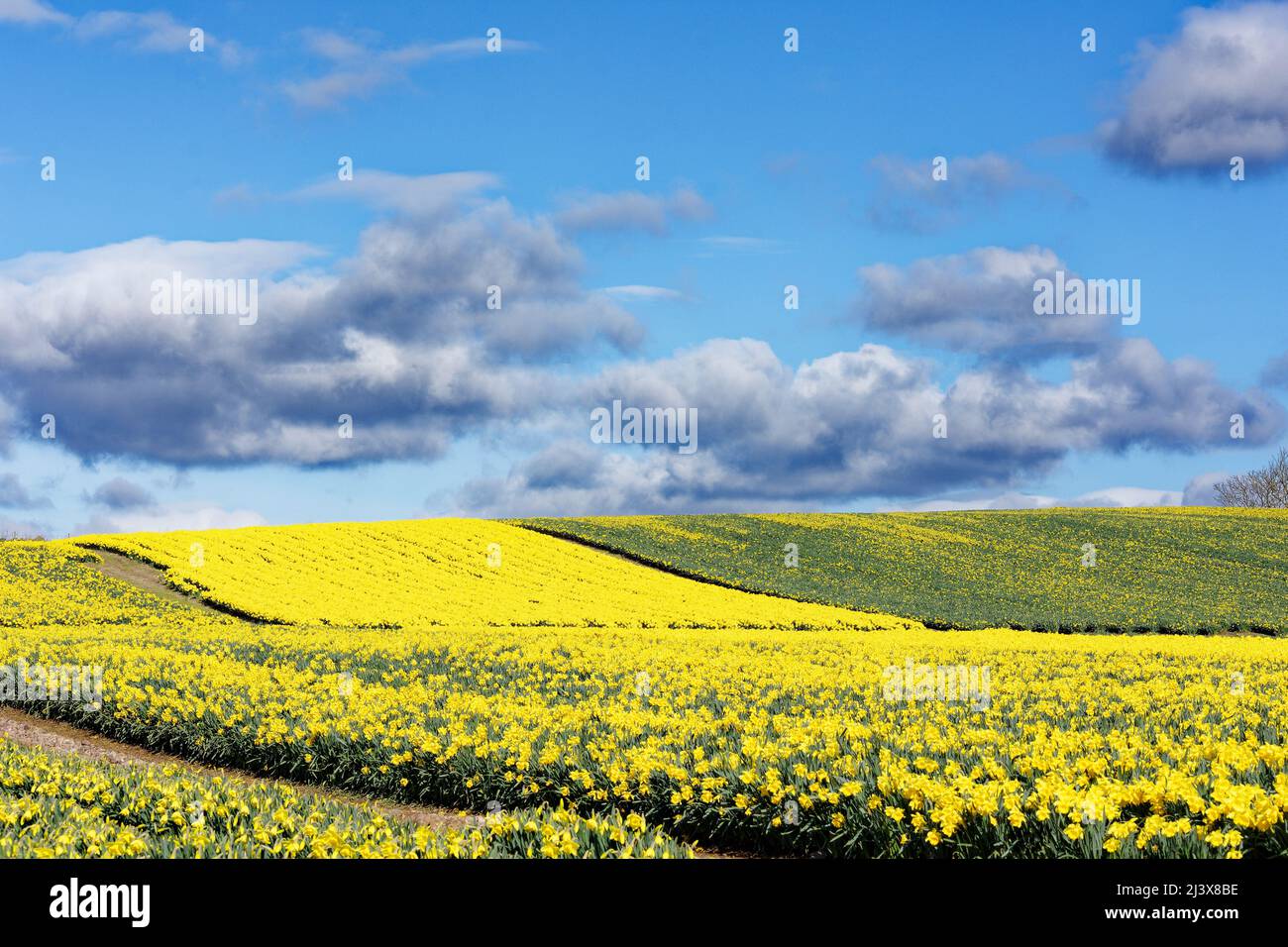 KINNEFF STONEHAVEN SCHOTTLAND BEWIRTSCHAFTET BLAUHIMMEL-NARZISSEN IM BUD UND BLÜHT IM FRÜHEN FRÜHJAHR Stockfoto