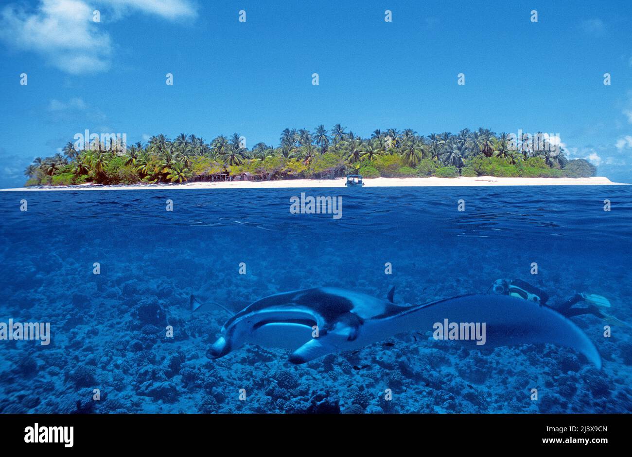 Split image, maldivian Island and Giant Oceanic Manta ray or Giant Manta ray (Manta birostris), in blue water, Ari Atoll, Maldives, Indian Ocean, Asien Stockfoto