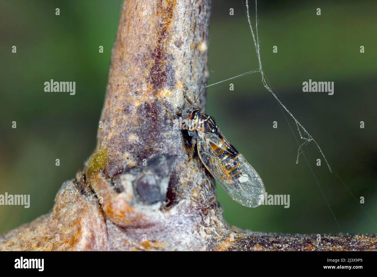 Psylla pyri (Birne psylla, Europäischer Birnensauger) ist eine der wichtigsten Birnenphytophagos. Insekt auf einem Birnenschieß. Stockfoto