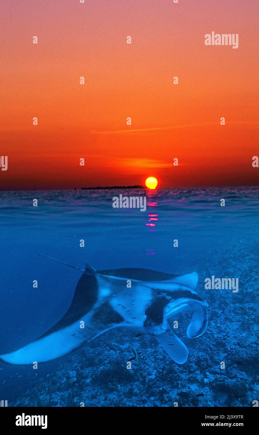 Geteiltes Bild, Sonnenuntergang und riesiger ozeanischer Mantarochen oder riesiger Mantarochen (Manta birostris), in blauem Wasser, Ari-Atoll, Malediven, Indischer Ozean, Asien Stockfoto