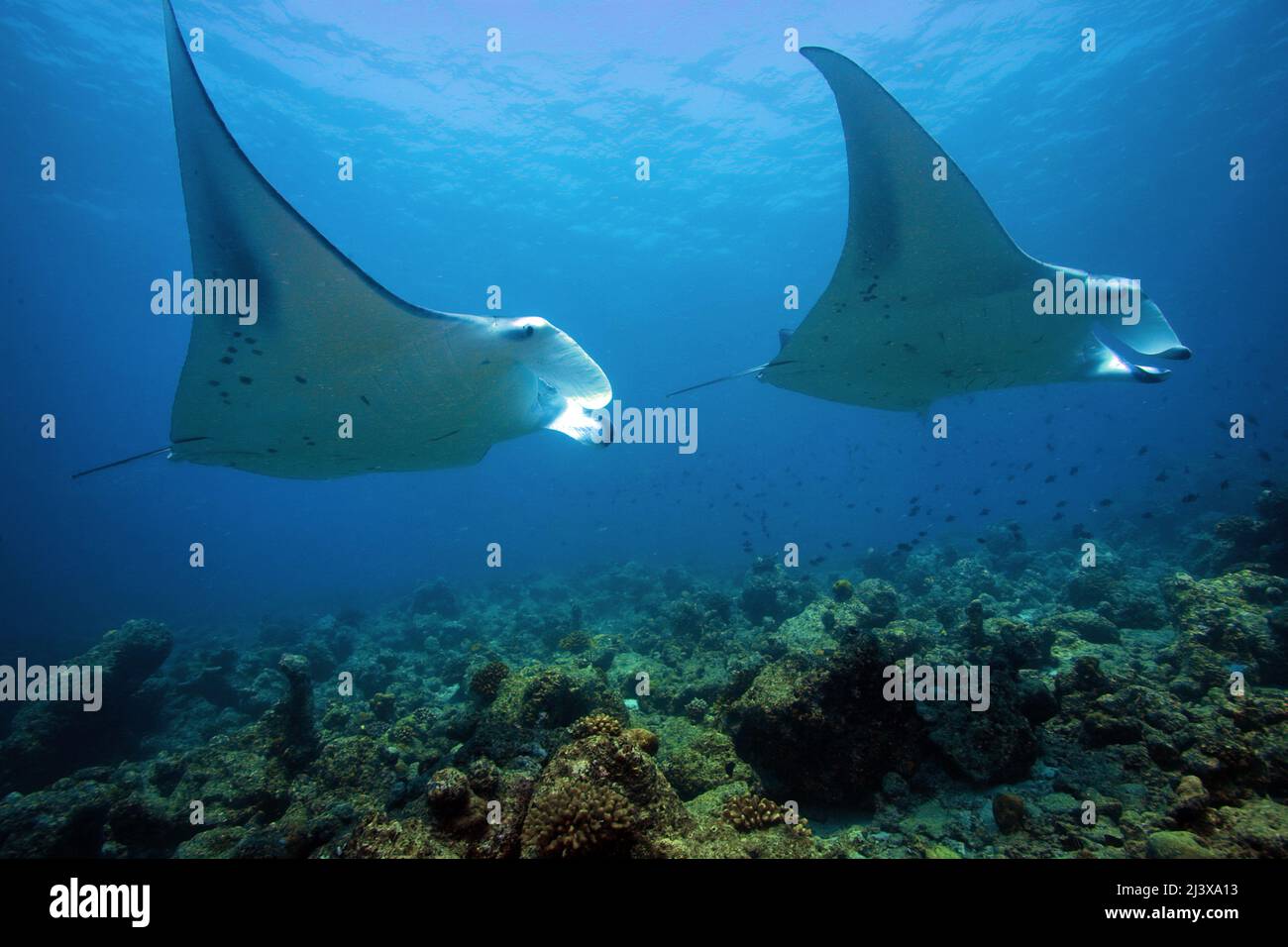Großer ozeanischer Manta-Strahl oder großer Manta-Strahl (Manta birostris), im blauen Wasser, Ari-Atoll, Malediven, Indischer Ozean, Asien Stockfoto