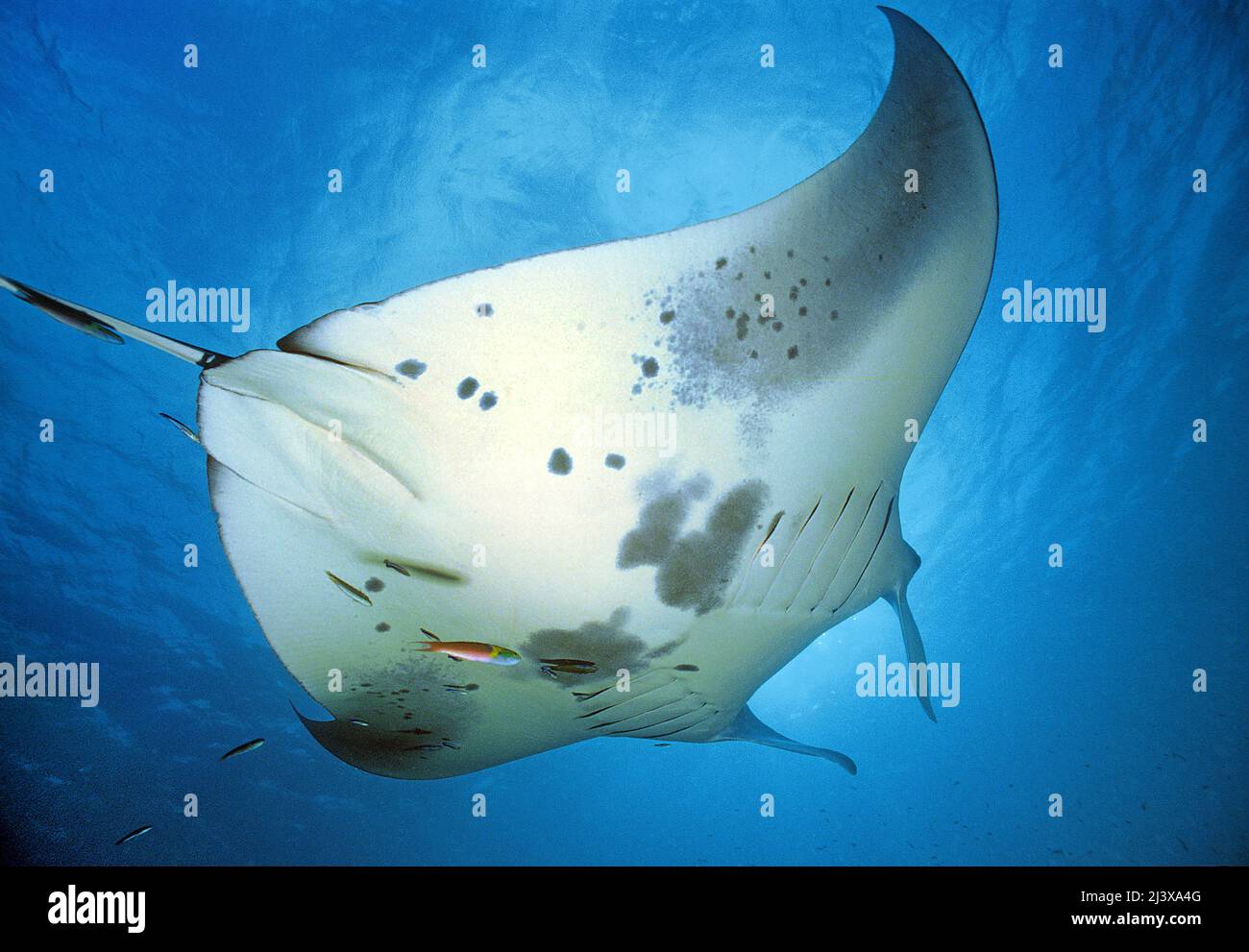 Großer ozeanischer Manta-Strahl oder großer Manta-Strahl (Manta birostris), im blauen Wasser, Ari-Atoll, Malediven, Indischer Ozean, Asien Stockfoto