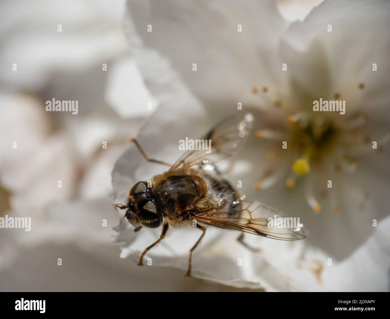 Nahaufnahme der Tapered Drone Fly, Eristalis pertinax, die aus der Frühjahrsblüte hervortritt. VEREINIGTES KÖNIGREICH. Stockfoto