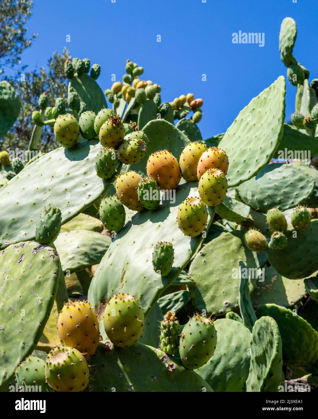 Opuntia Kaktus oder Stachelpfirsich mit essbaren neuen Triebe - Alonissos Griechenland Stockfoto