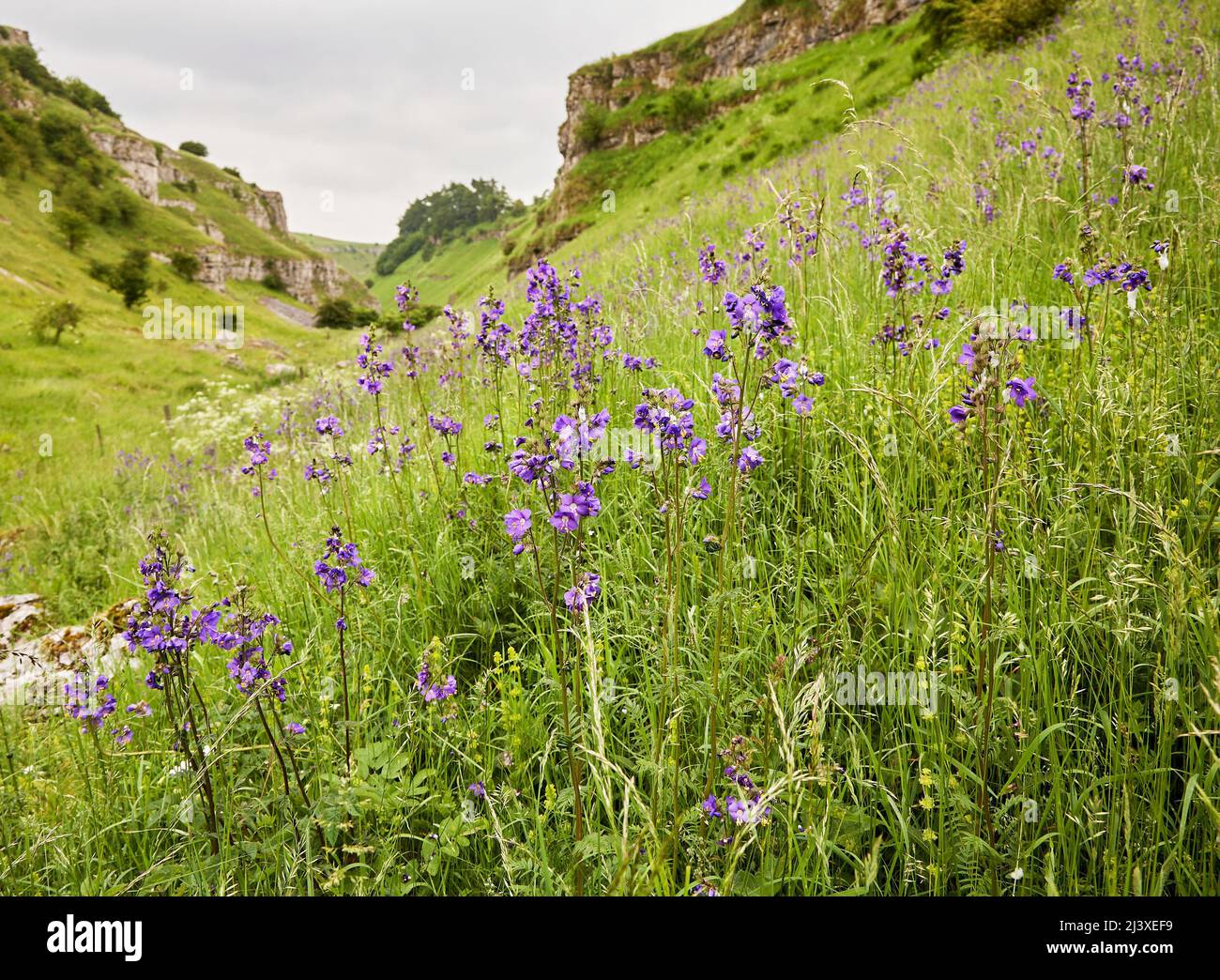 Landstriche der seltenen Jakobsleiter Polemonium Caeruleum wächst Lathkill Dale in Derbyshire Peak District Stockfoto