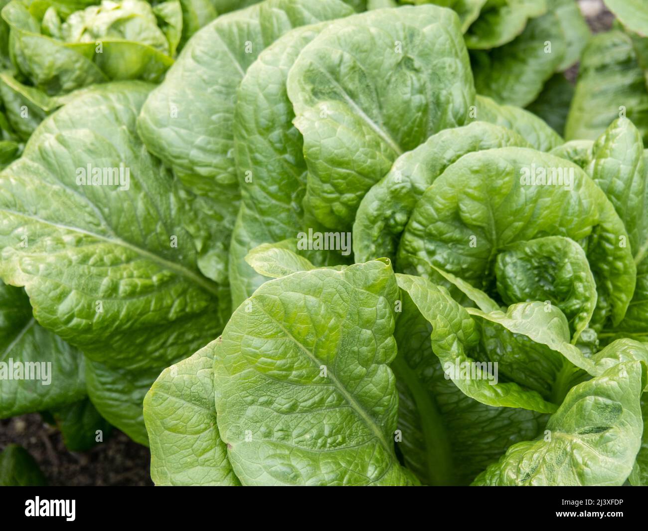 Salat vom Typ COS, wächst im Garten. Nahaufnahme. Stockfoto