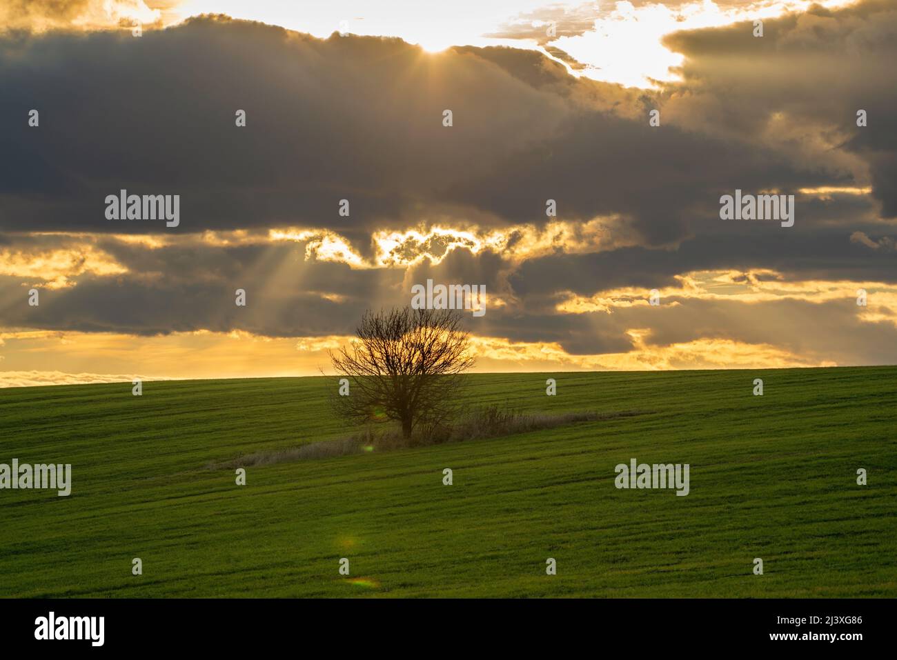 Schöner landschaftlich einsamer Baum auf einem grünen Hügel mit landwirtschaftlichen Pflanzen, die von Sonnenstrahlen des Sonnenuntergangs durch einen schönen dramatischen Abendhimmel mit Wolken beleuchtet werden. Stockfoto