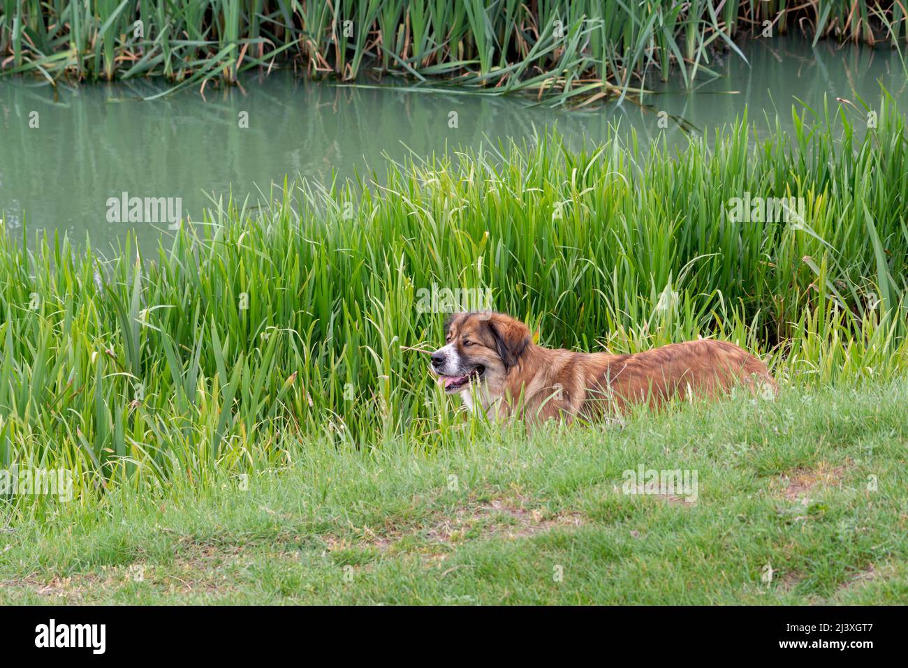 Großer Hund, der im Gras am See steht und erwartungsvoll schaut. Stockfoto