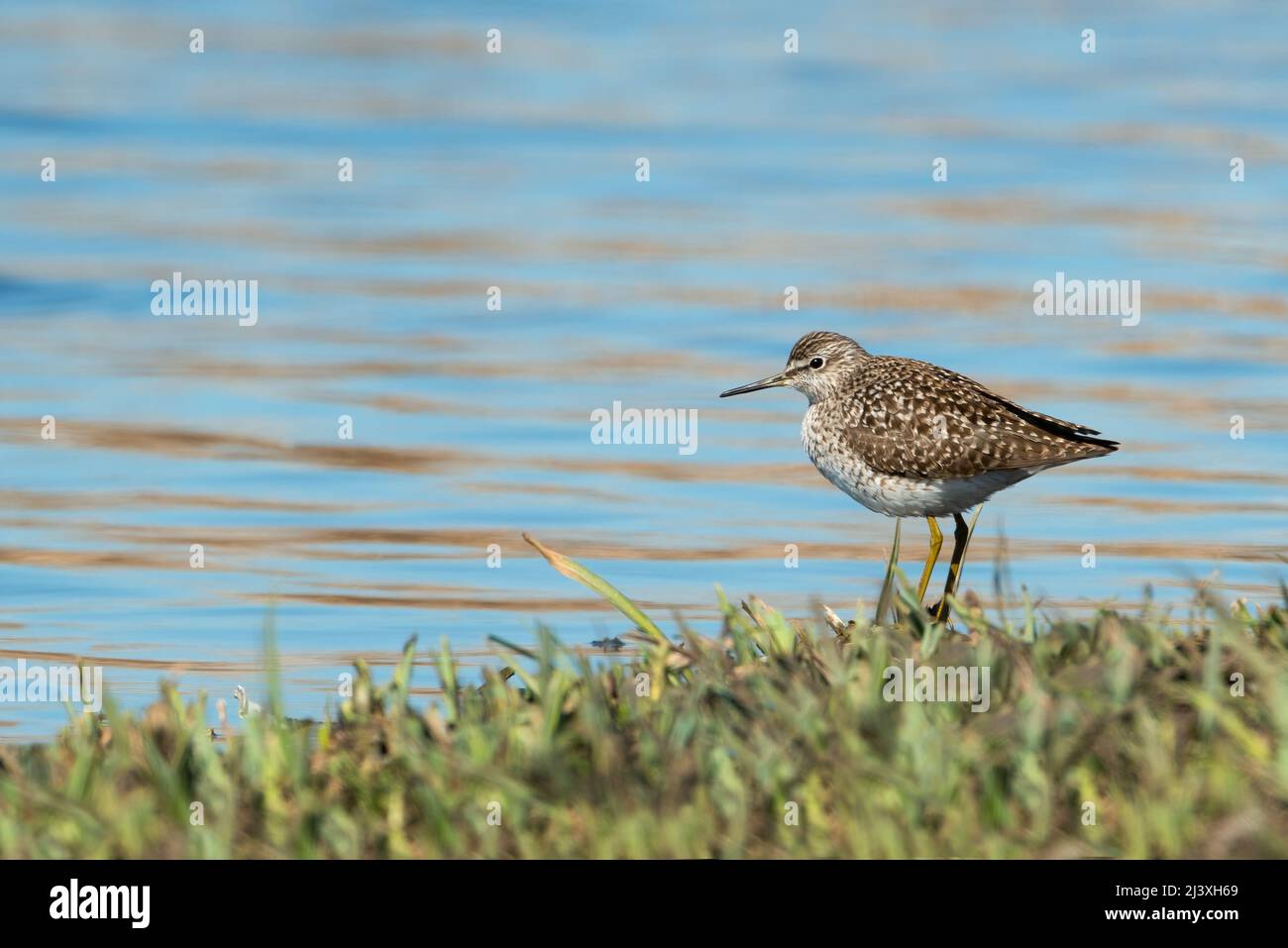 Waldsandpiper Vogel (Tringa glareola), der im Gras am Ufer eines blauen Sees steht. Stockfoto