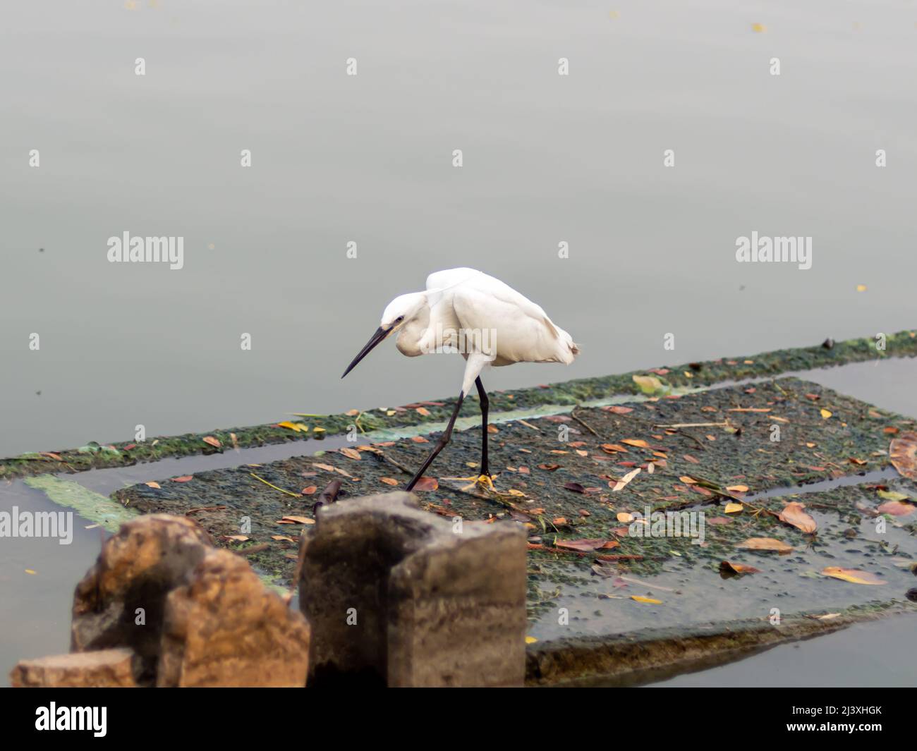 Weißreiher in der großen Hauptstadt, wandern und auf der Suche nach Nahrung. Stockfoto