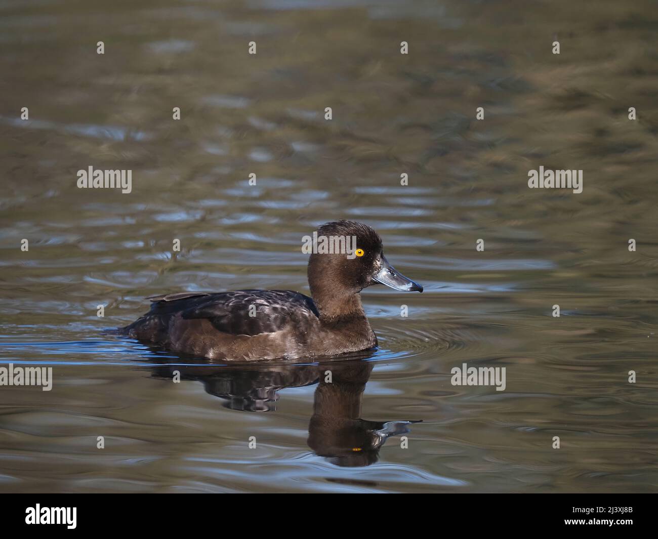 Getuftete Ente auf einem See in der Nähe von Warrington. Dieses Paar schien sich vor einem Brutversuch verbunden zu haben. Stockfoto