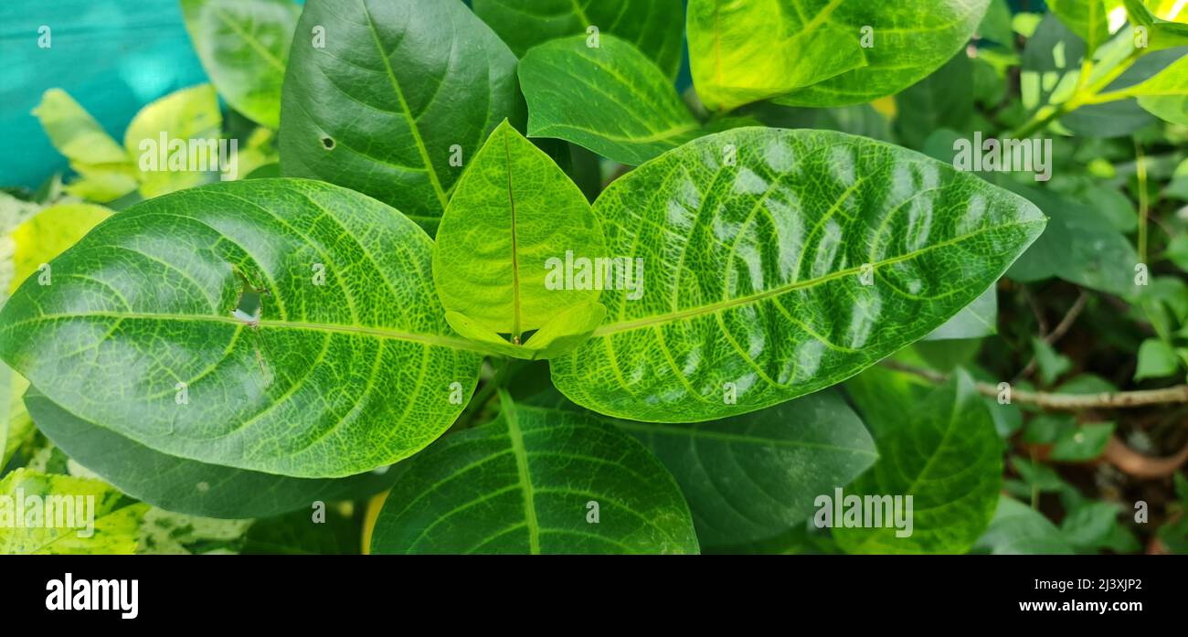 Blätter der gelben Vene Eranthemum ist ein immergrüner Strauch, der für sein ungewöhnliches grün geädertes, cremig-gelbes Laub bekannt ist. Stockfoto