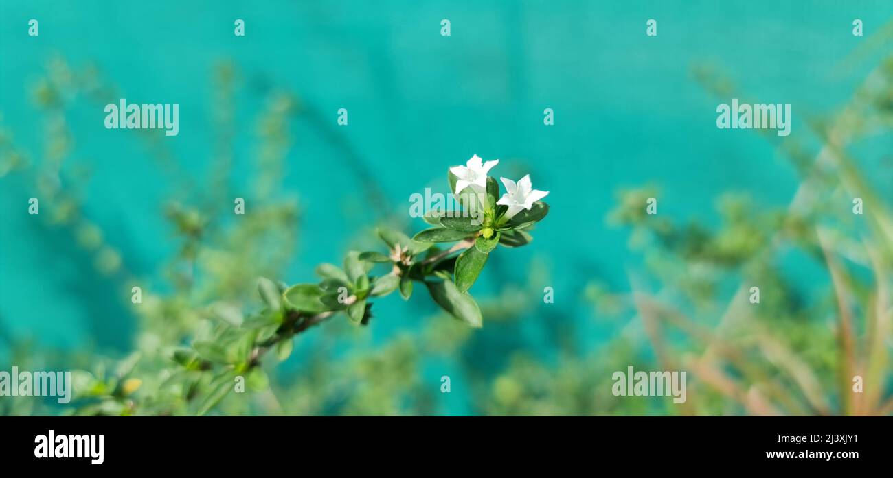 Kleine weiße sternförmige Blume Stockfoto