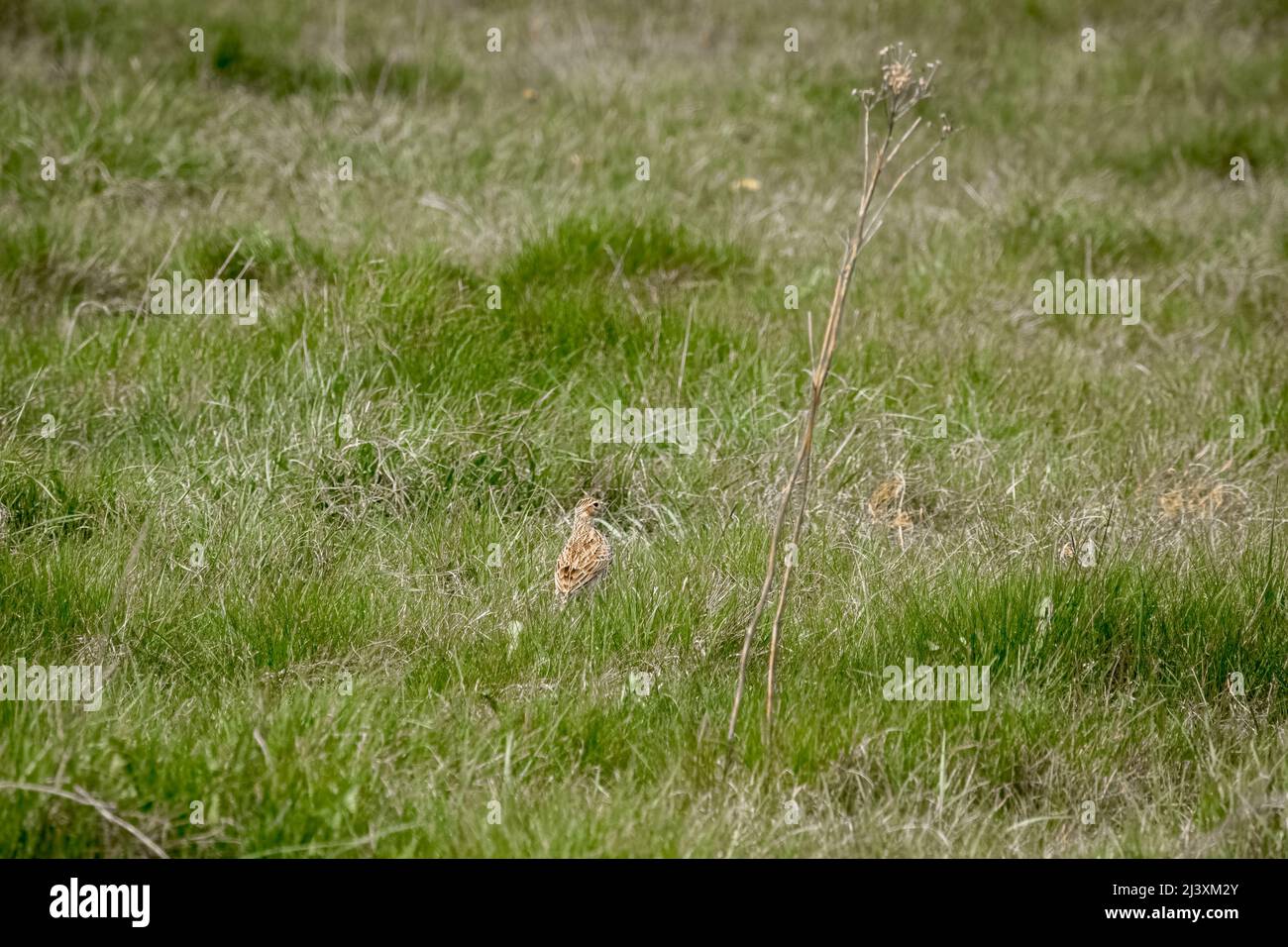 Eine Feldlerche (Alauda arvensis), die im Frühlingsgras Futter jagt Stockfoto