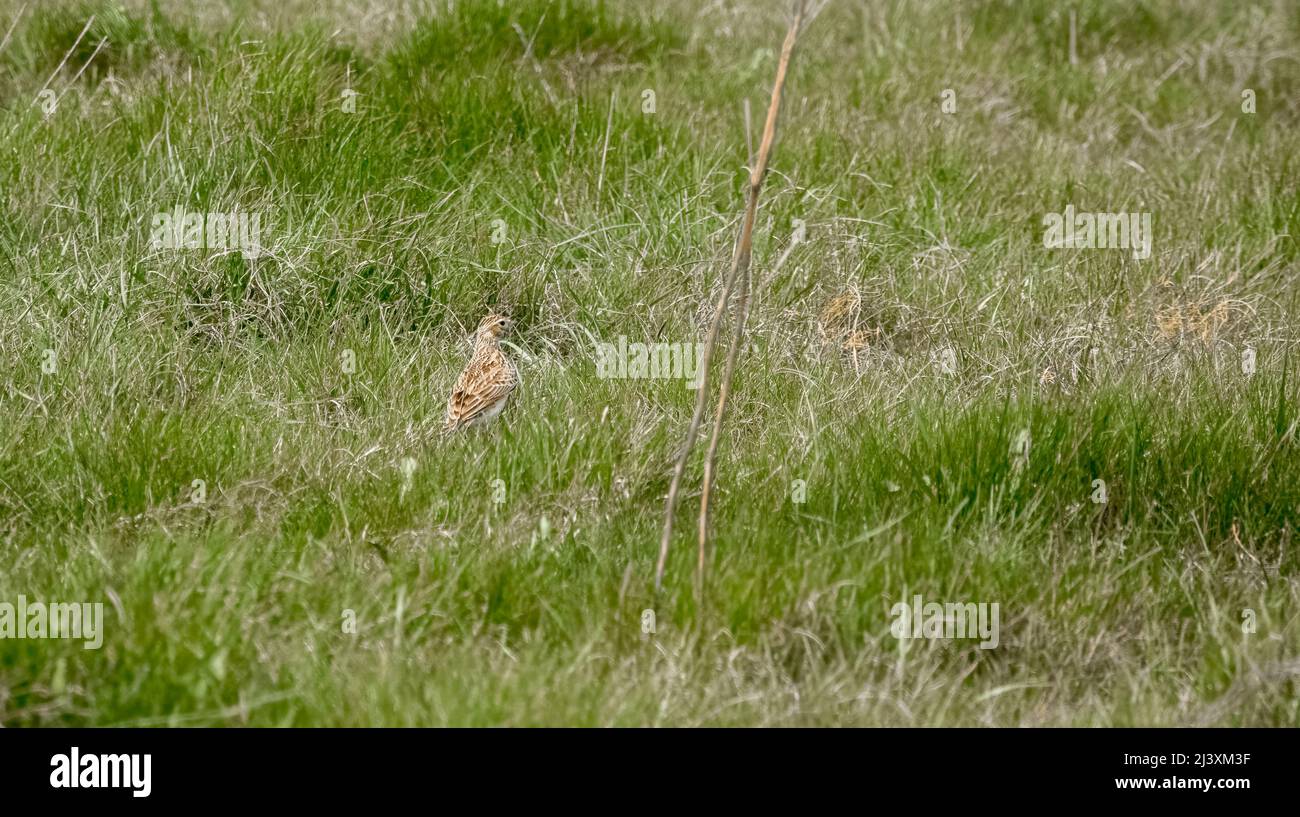 Eine Feldlerche (Alauda arvensis), die im Frühlingsgras Futter jagt Stockfoto