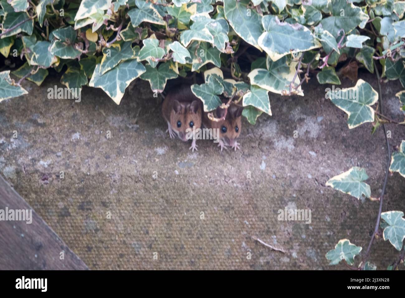 Ein Paar Holzmäuse (Langschwanzfeld) (Apodemus sylvaticus), die den Bereich vor dem Verlassen der Deckung auf Sicherheit überprüfen Stockfoto