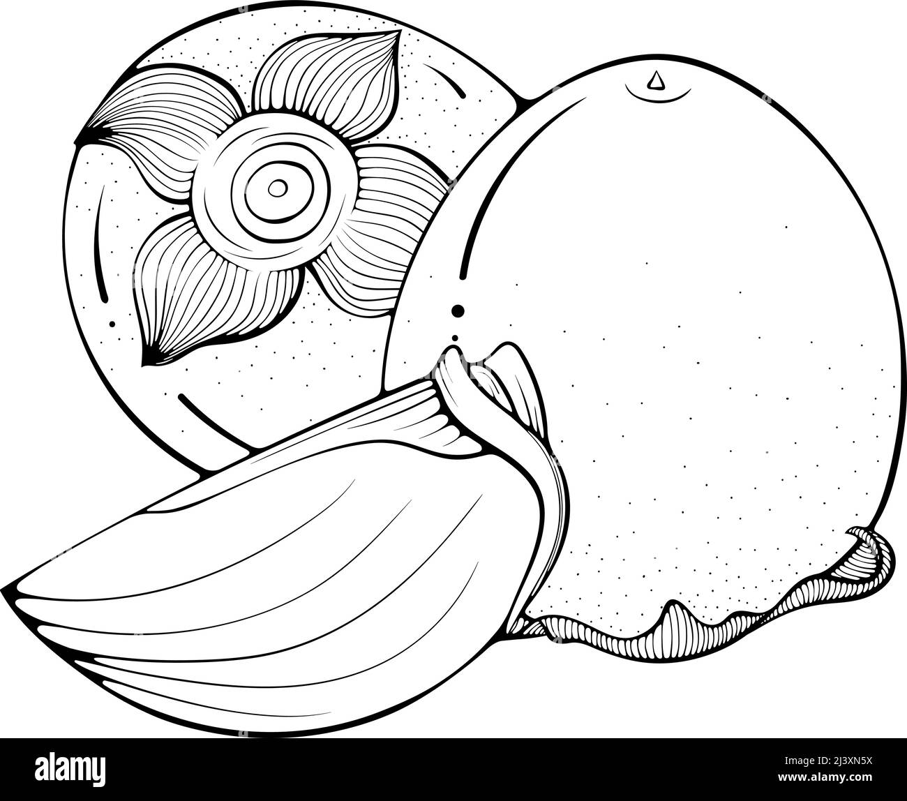 Stillleben von zwei ganzen und in Scheiben geschnittenen Kaki Linie Kunst Stock Vektor