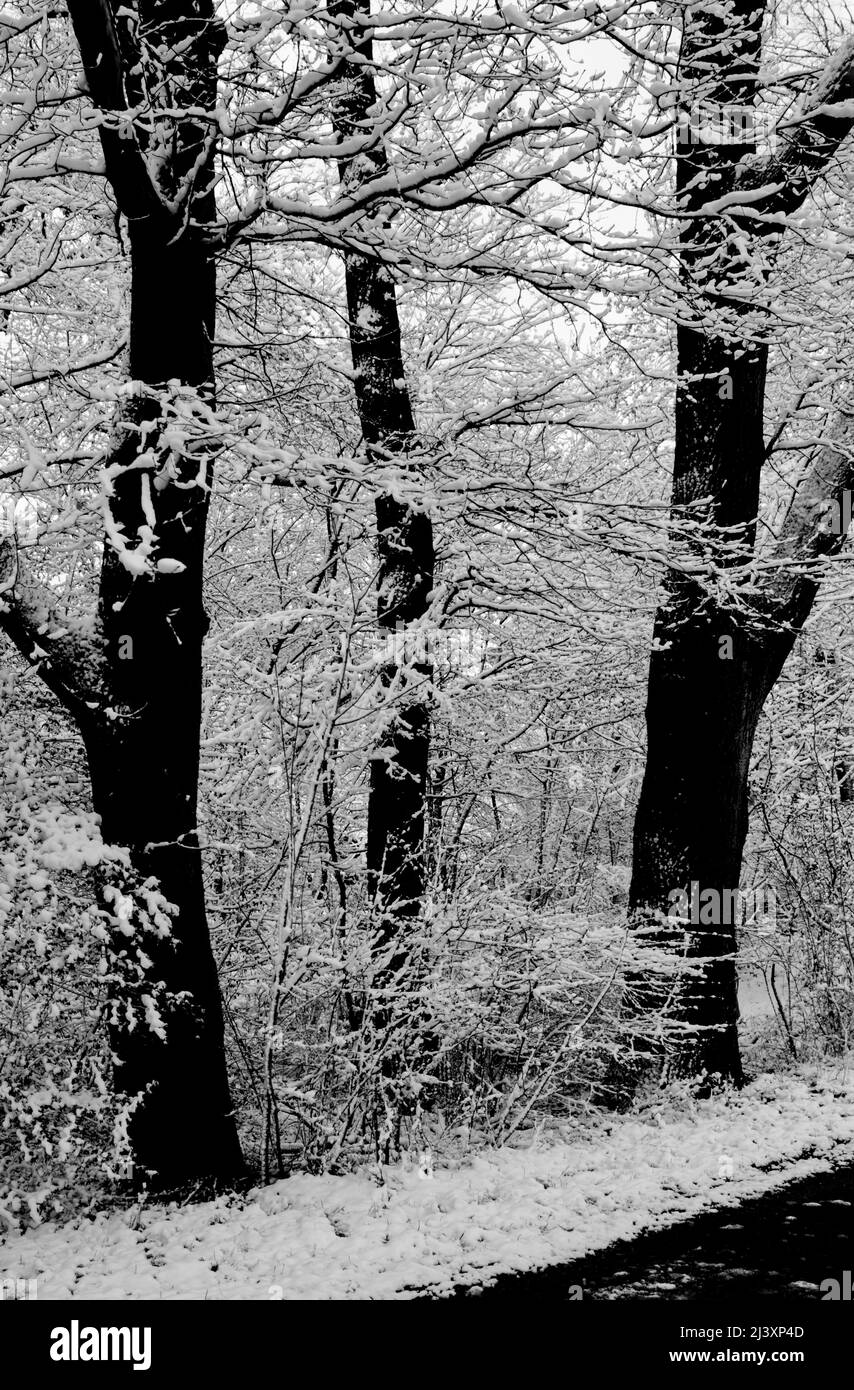Dunkle Stämme von drei Bäumen in einer fast symmetrischen Linie in starkem Kontrast zu den schneebedeckten Ästen und weißem Grund in Schwarz-Weiß Stockfoto