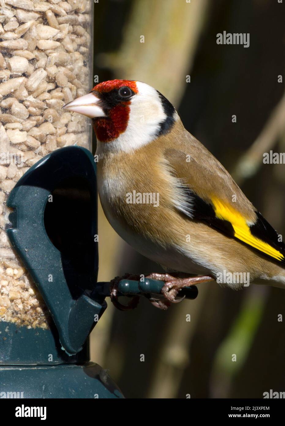 Männlicher Europäischer Goldfink beim Vogelfutterhäuschen, der Sonnenblumenherzen frisst Stockfoto