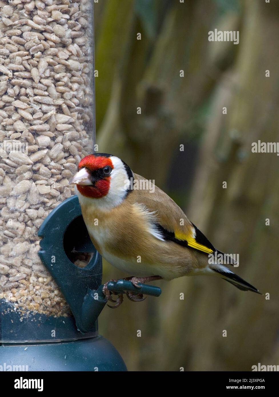 Männlicher Europäischer Goldfink beim Vogelfutterhäuschen, der Sonnenblumenherzen frisst Stockfoto