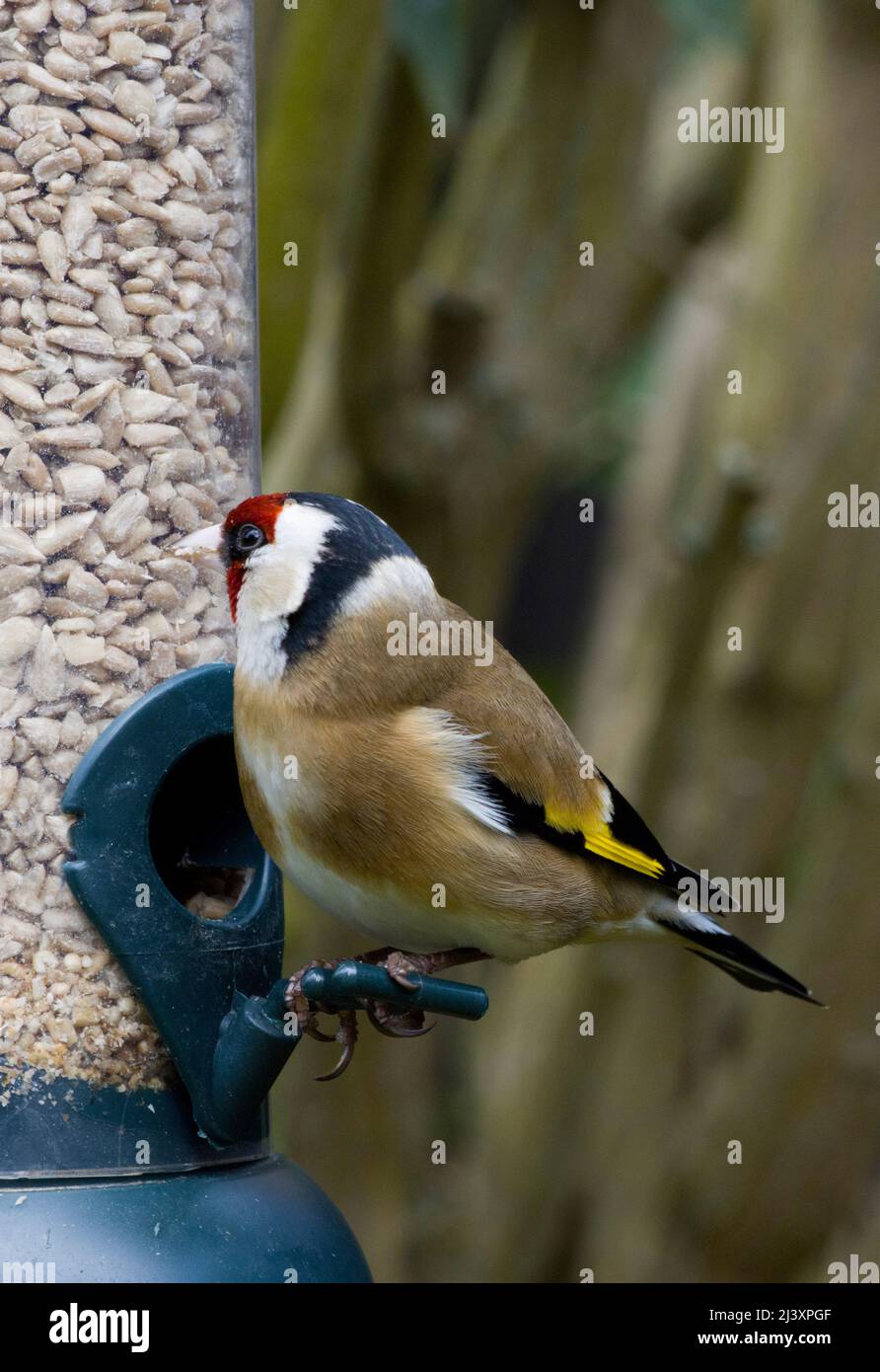 Männlicher Europäischer Goldfink beim Vogelfutterhäuschen, der Sonnenblumenherzen frisst Stockfoto