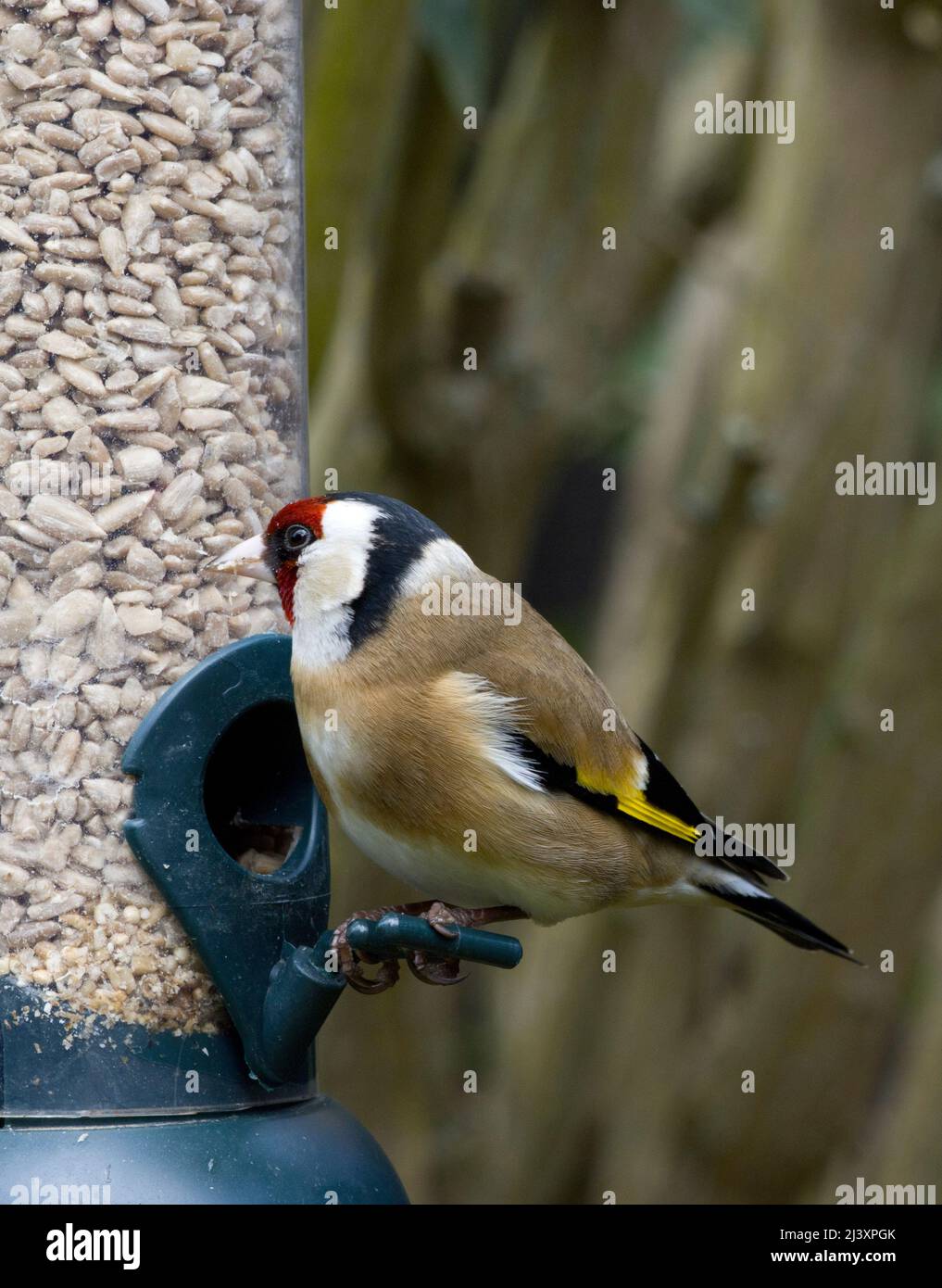 Männlicher Europäischer Goldfink beim Vogelfutterhäuschen, der Sonnenblumenherzen frisst Stockfoto