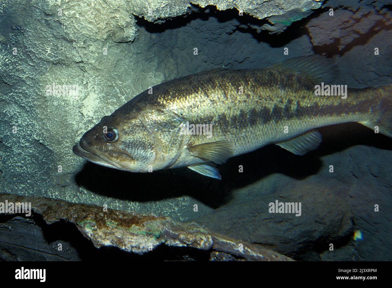 Forellenbarsch, Micropterus salmoides, Unterwasser Stockfoto