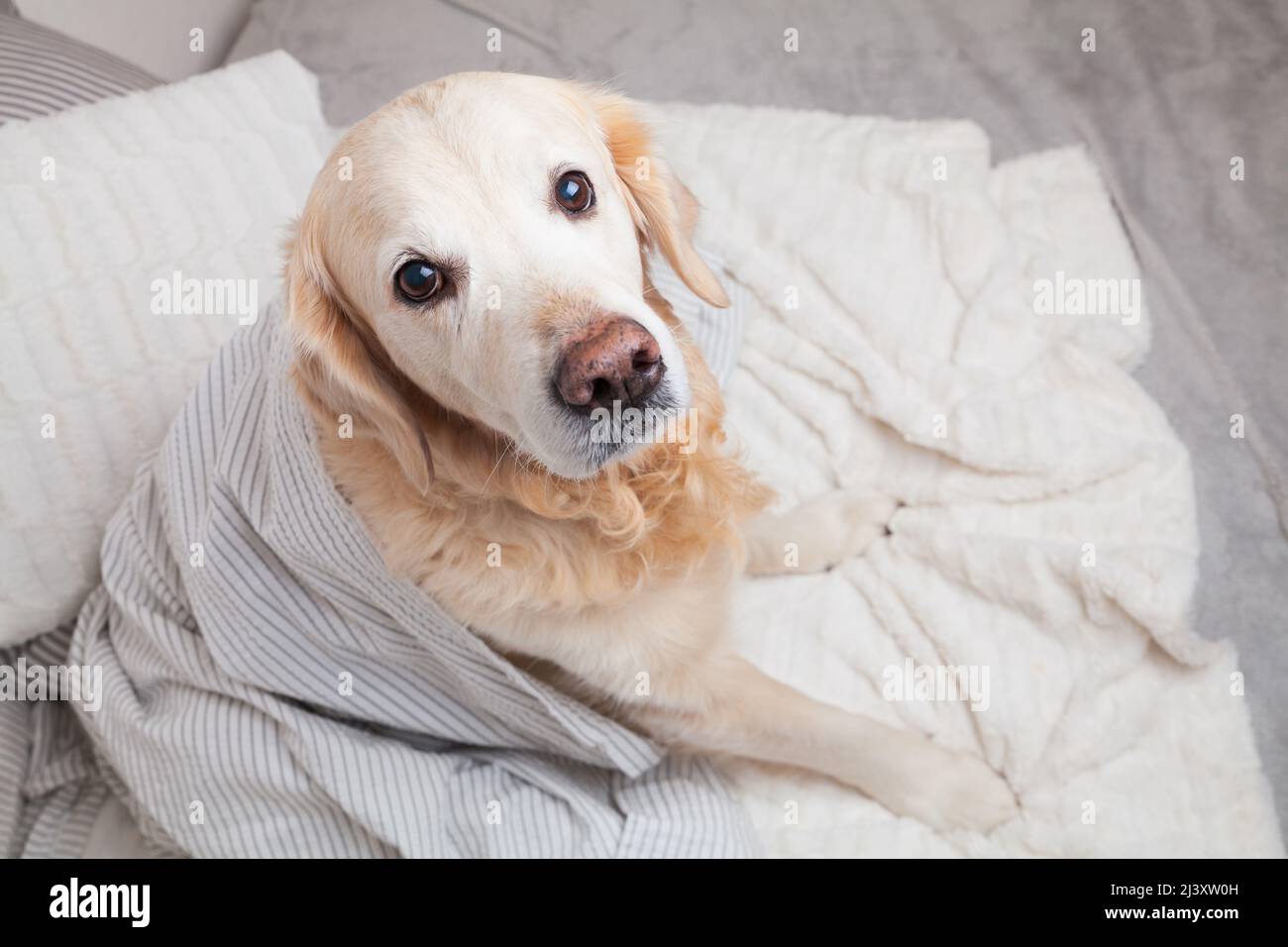 Golden Retriever Hund unter hellgrau und weiß gestreiften karierten Karabinisch in modernen Schlafzimmer. Bei kaltem Winterwetter wärmt sich das Tier unter der Decke. Haustiere erlaubt Stockfoto