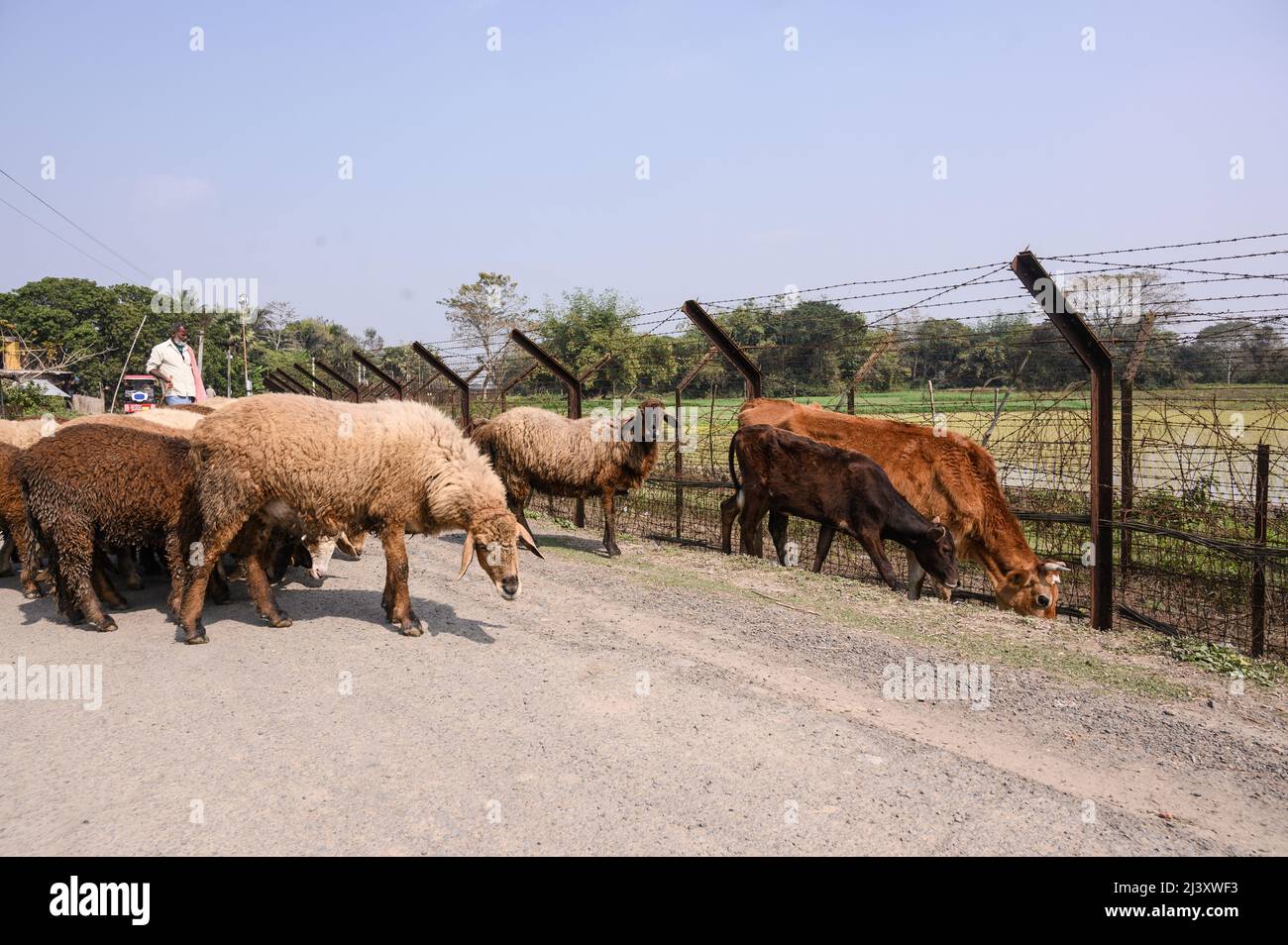 Ein Hirte mit seiner Kuh und Lämmern neben dem internationalen Grenzzaun Indien-Bangladesch. Es wird geschätzt, dass Zehntausende von Rindern jährlich über die 2.216 km lange Grenze zwischen Indien und Bangladesch in Westbengalen nach Bangladesch geschmuggelt werden. Indien. Stockfoto