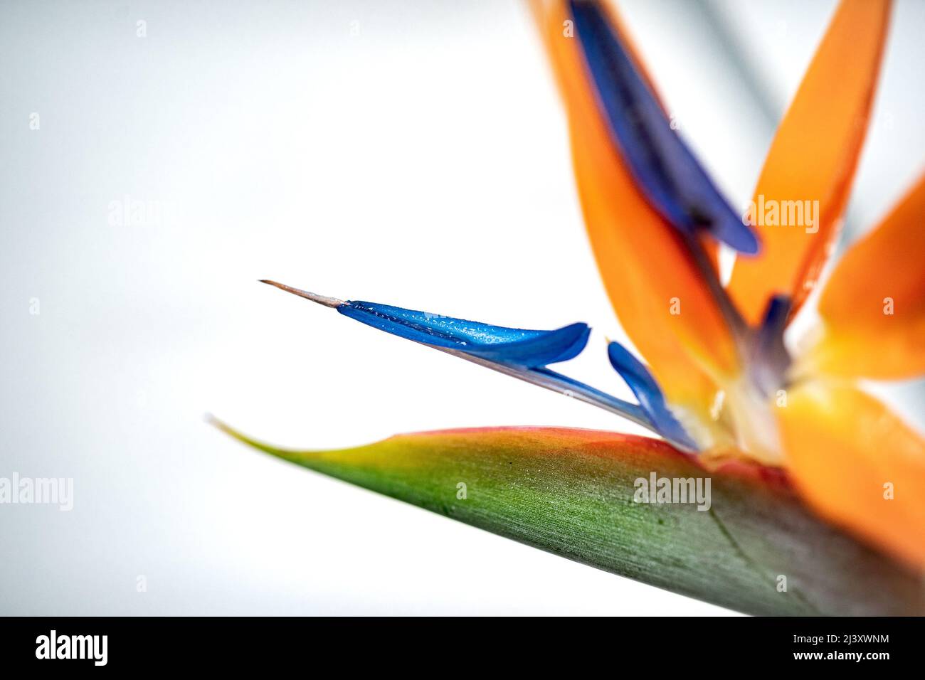 Blühende Tage, Blumen tauchen zu Beginn des Frühlings auf, Blüten in jedem Garten Stockfoto